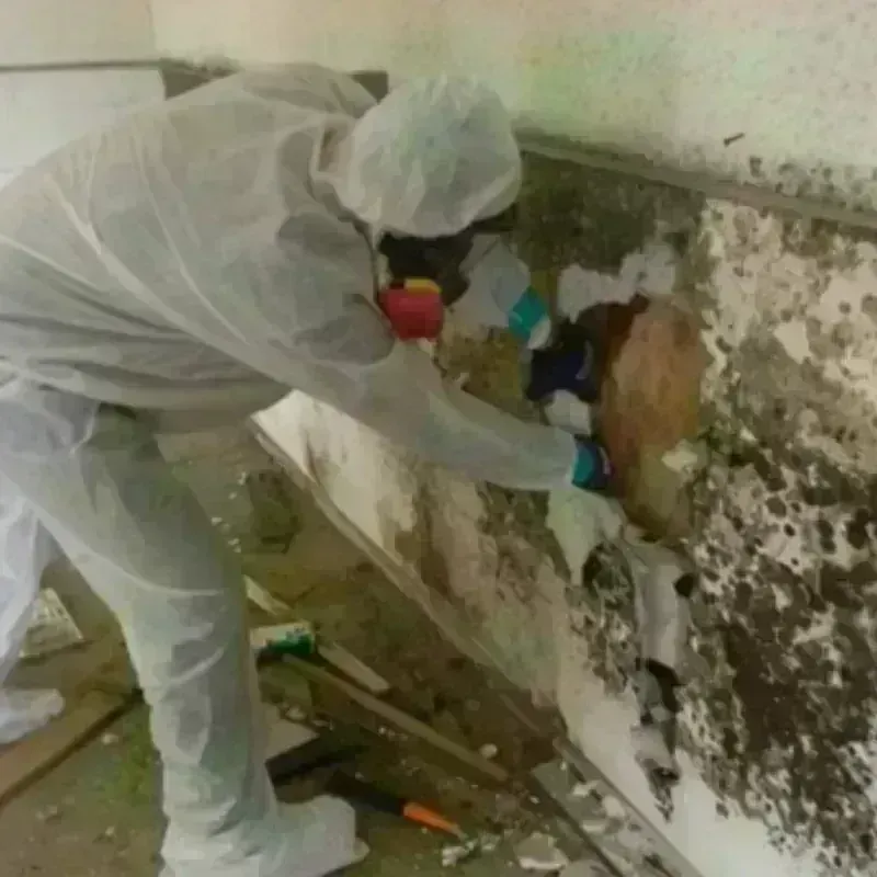 Mold Remediation and Removal in Butler County, IA